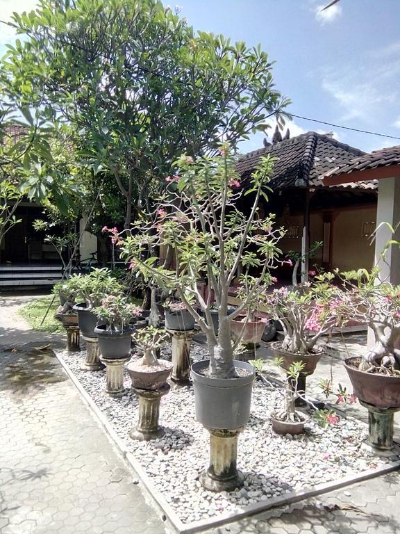Homestay Wisna House
