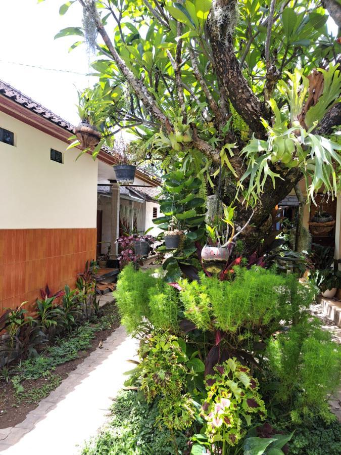Accommodatie bij particulieren Ascarya *