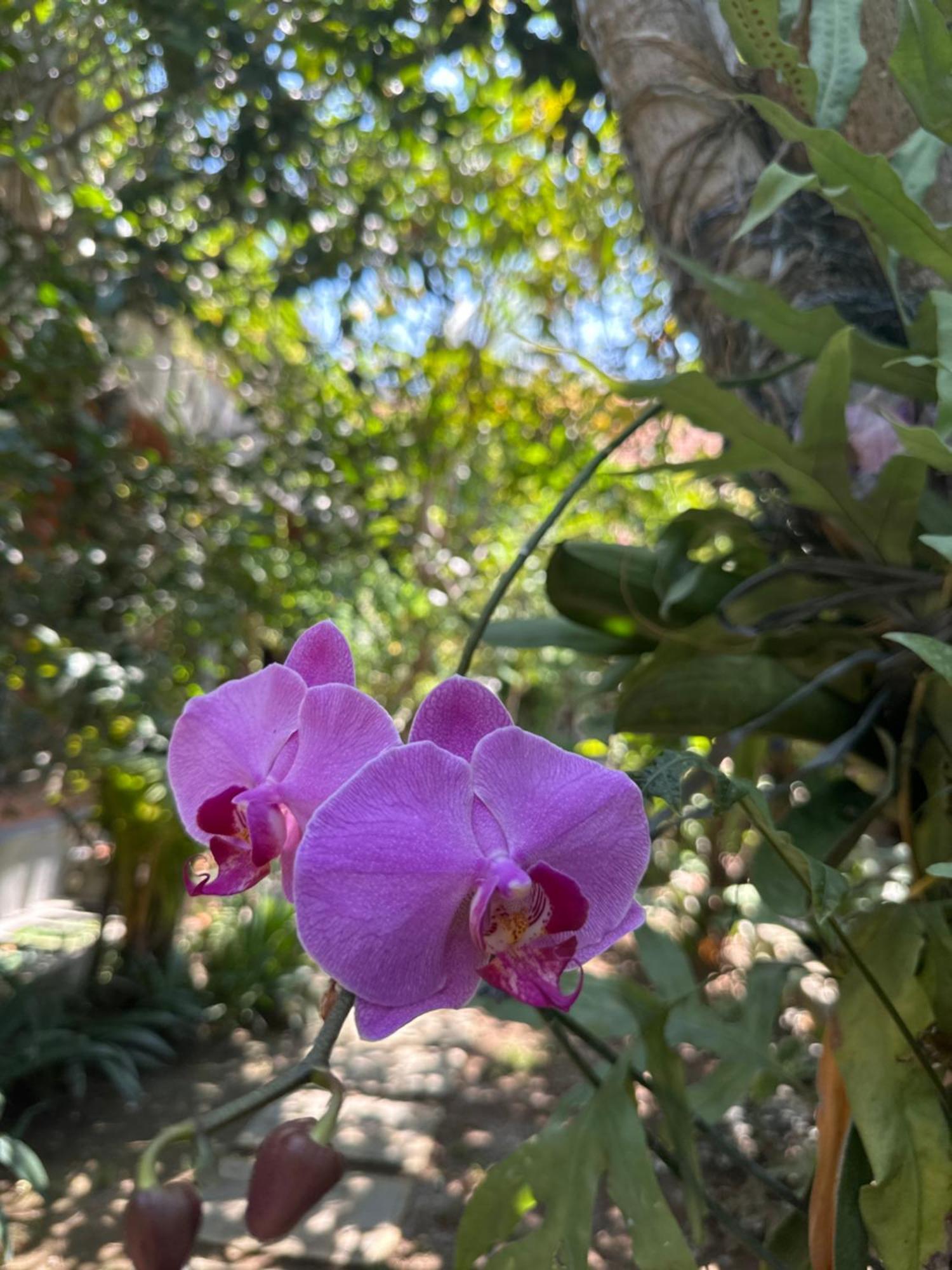 Diuma Yoga Meditation Retreat And Healing Center Casa de hóspedes 2*