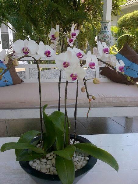 Bed & Breakfast Starling Bali Sanur (Bali)